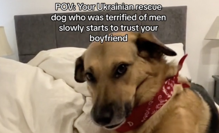 rescued dog in a TikTok video